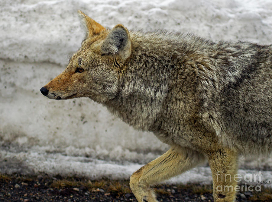 Coyote-Signed-#5957 Photograph by J L Woody Wooden