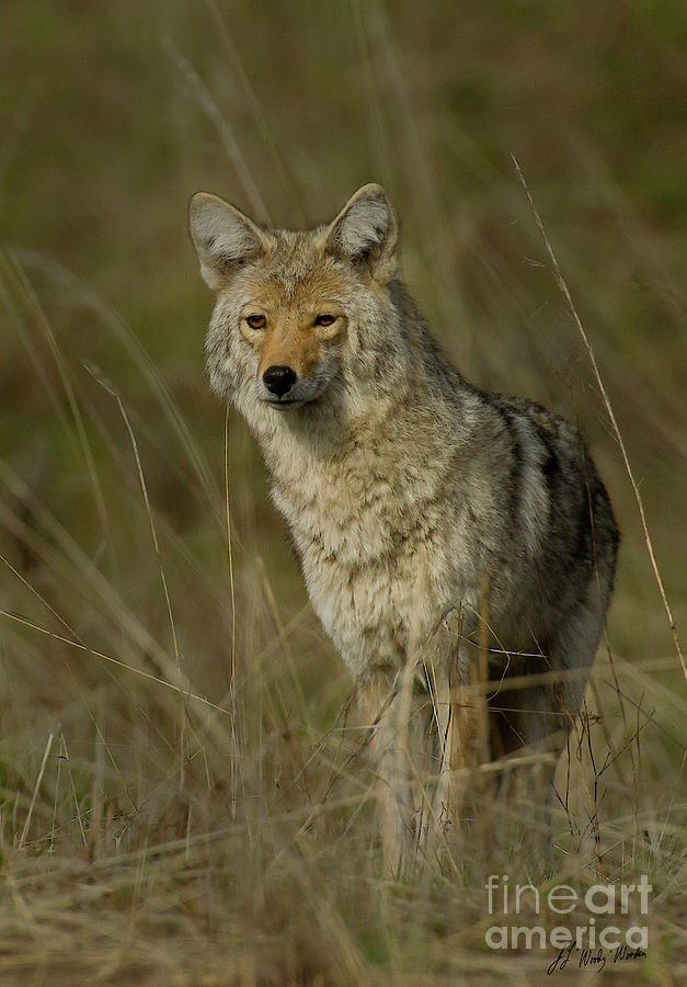Coyote-signed-#7104 Photograph