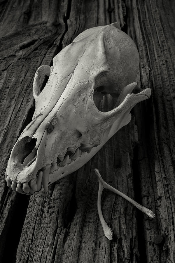 Skull Photograph - Coyote Skull And Wishbone by Garry Gay