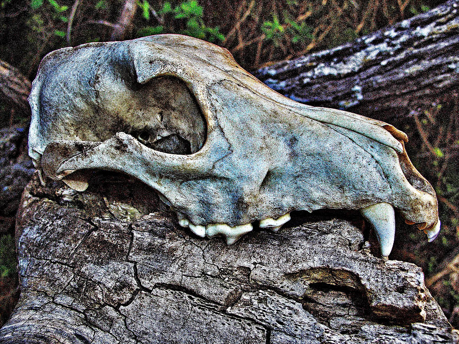 Skull Photograph - Coyote Skull by Bob Welch