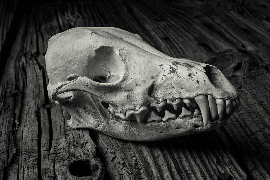 Coyote Skull In Black and White Photograph by Garry Gay - Fine Art America