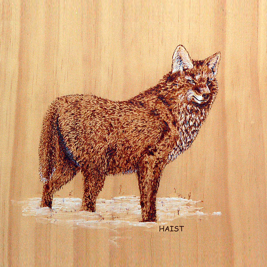 Coyote snow pillow/bag Pyrography by Ron Haist