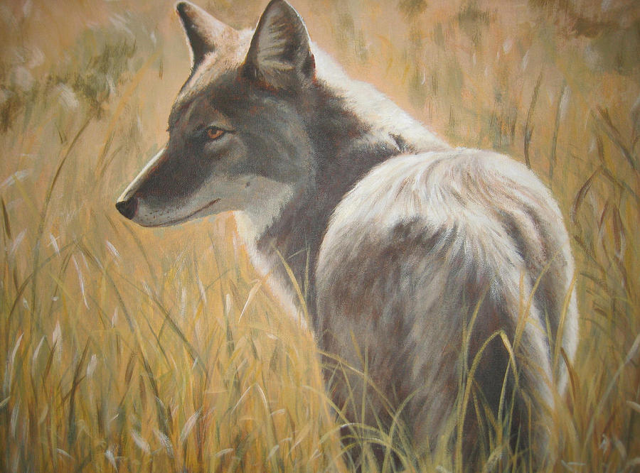 Coyote spotting the prey Painting by Sabina Bonifazi