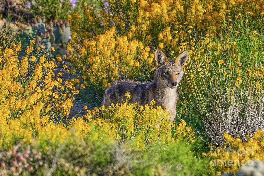 Coyote Spring Photograph by Lisa Manifold