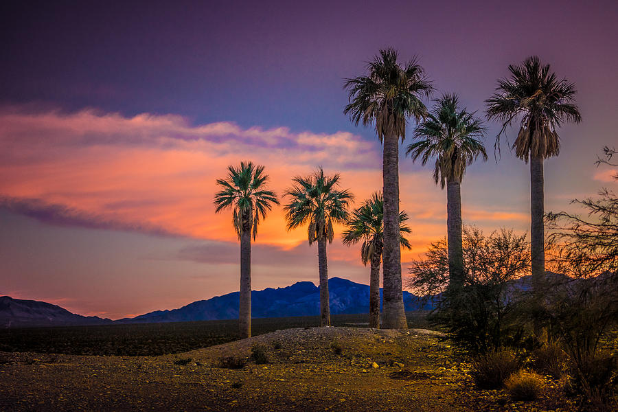Coyote Springs Nevada Photograph by Janis Knight
