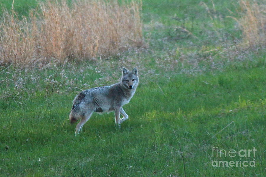 Coyote Stance  Photograph by Neal Eslinger