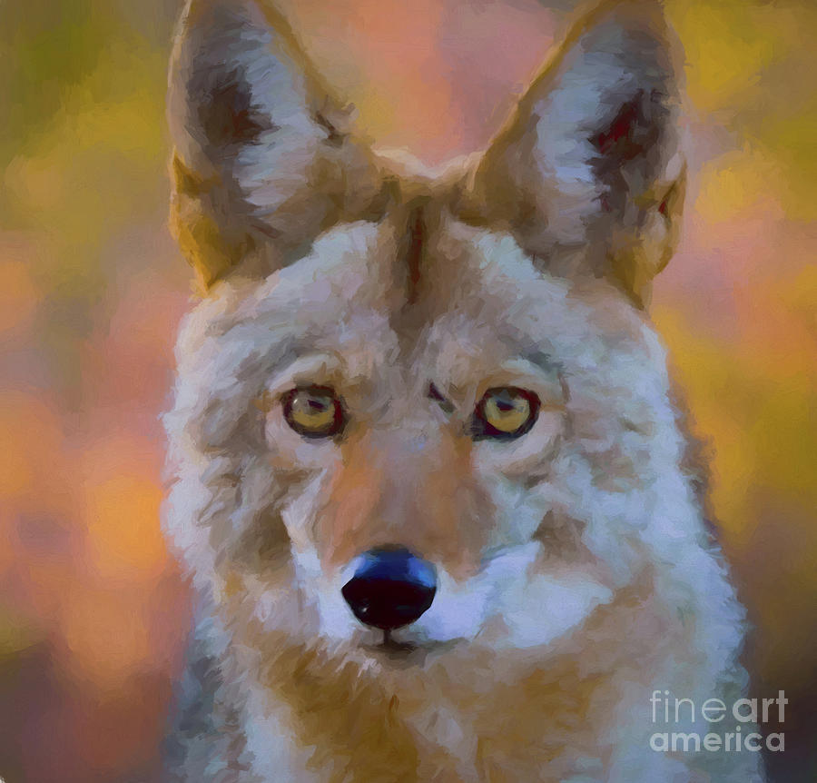 Coyote Digital Art by Steven Parker