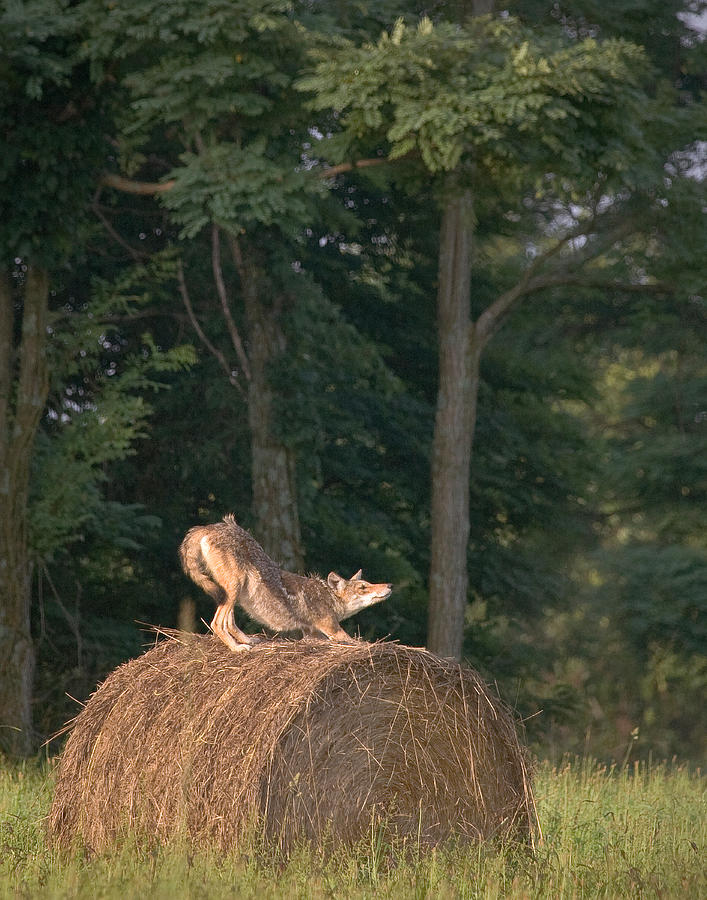 Coyote Stretching on Hay Bale Photograph by Michael Dougherty