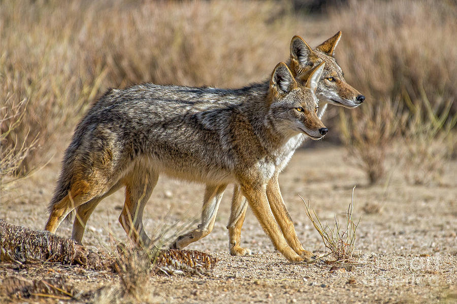 Wildlife Photograph - Coyote Strolling by Lisa Manifold