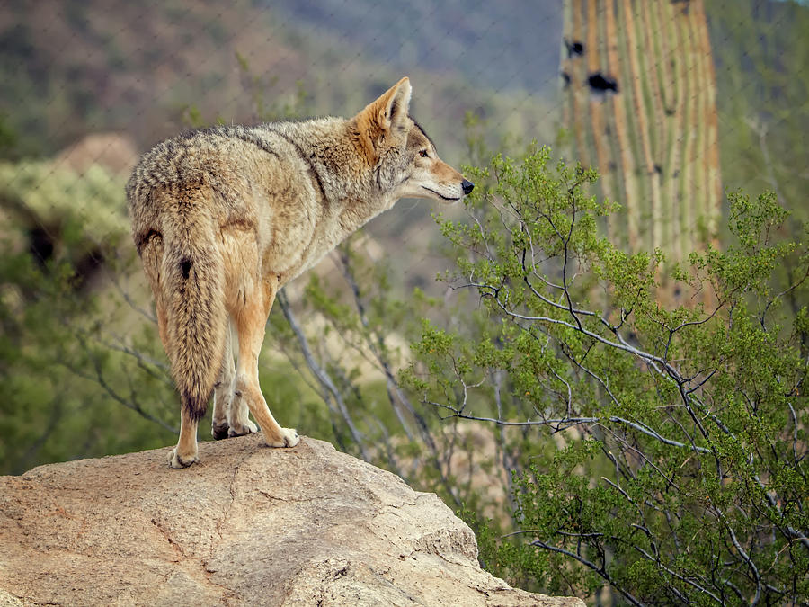 Coyote Photograph by Tam Ryan
