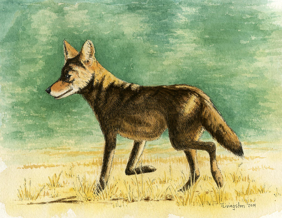 Coyote Drawing by Timothy Livingston