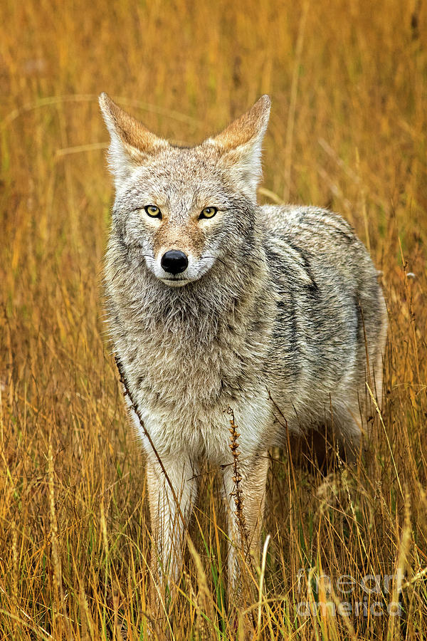 Yellowstone National Park Photograph - Coyote  by Todd Bielby