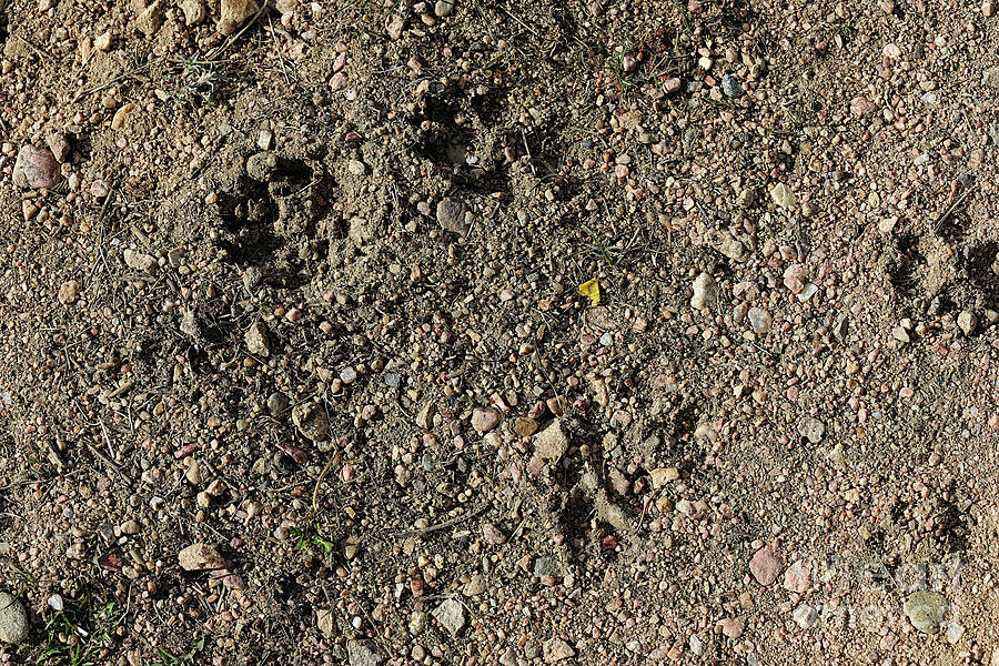 Coyote Tracks Photograph by Jon Burch Photography