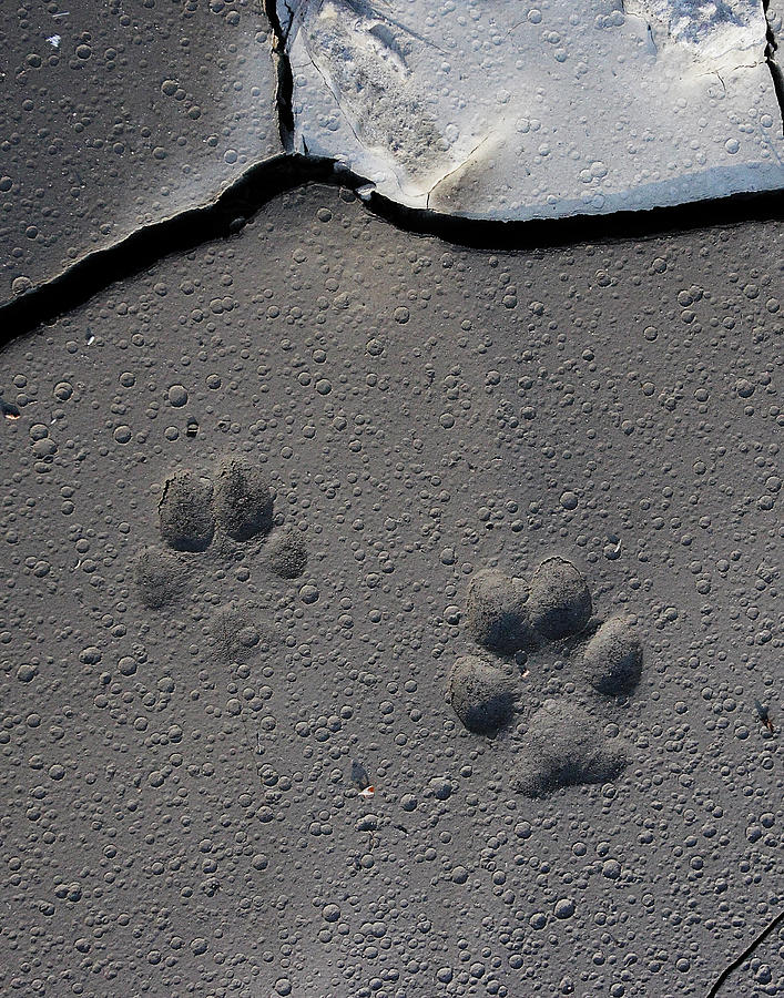 Coyote Tracks Photograph by Mark Miller