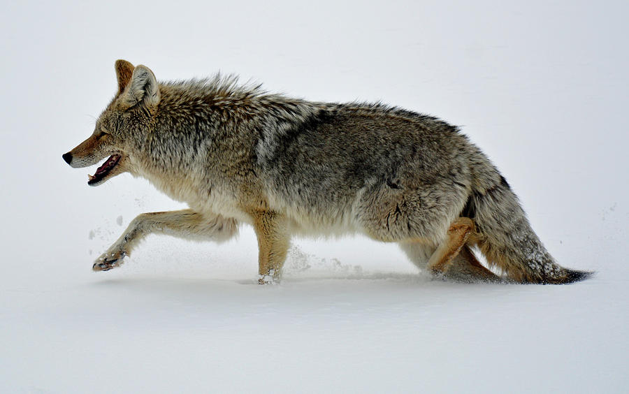 Coyote Trotting in Yellowstones Wonderland Photograph by Bruce Gourley