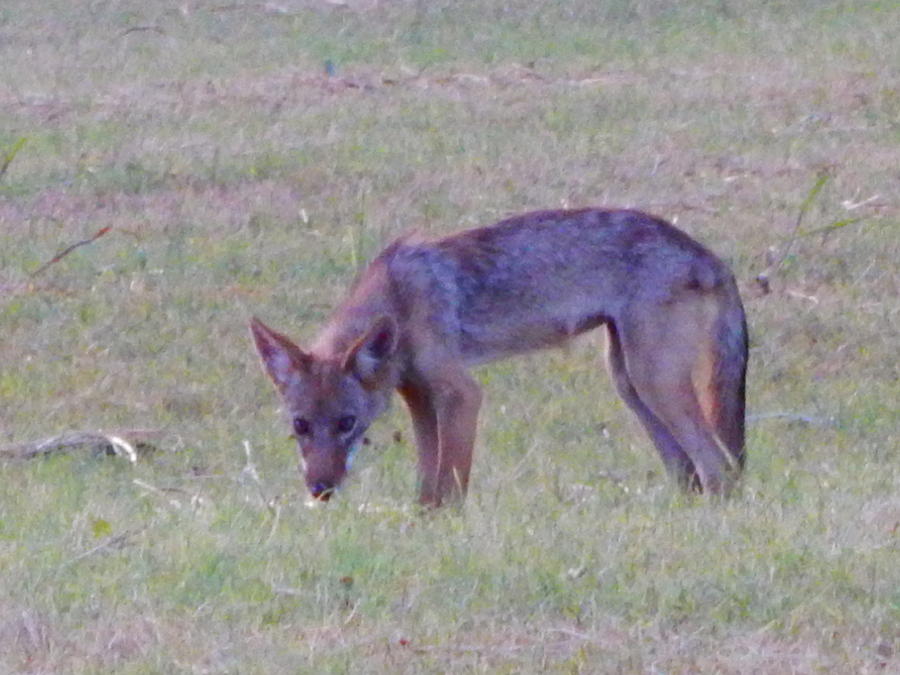 Coyote Photograph by Virginia White