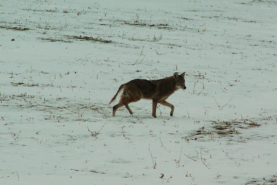 Coyote Photograph by Wade Buzanko - Fine Art America