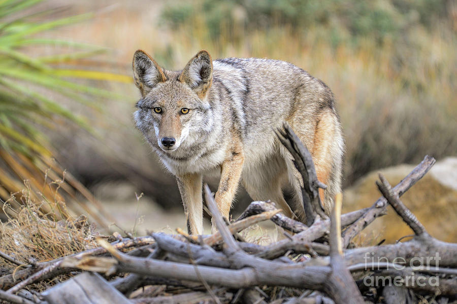 Coyote Watch Photograph by Lisa Manifold