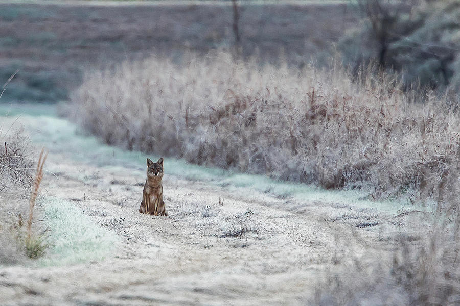 Coyote Watch Photograph by Ronnie Maum