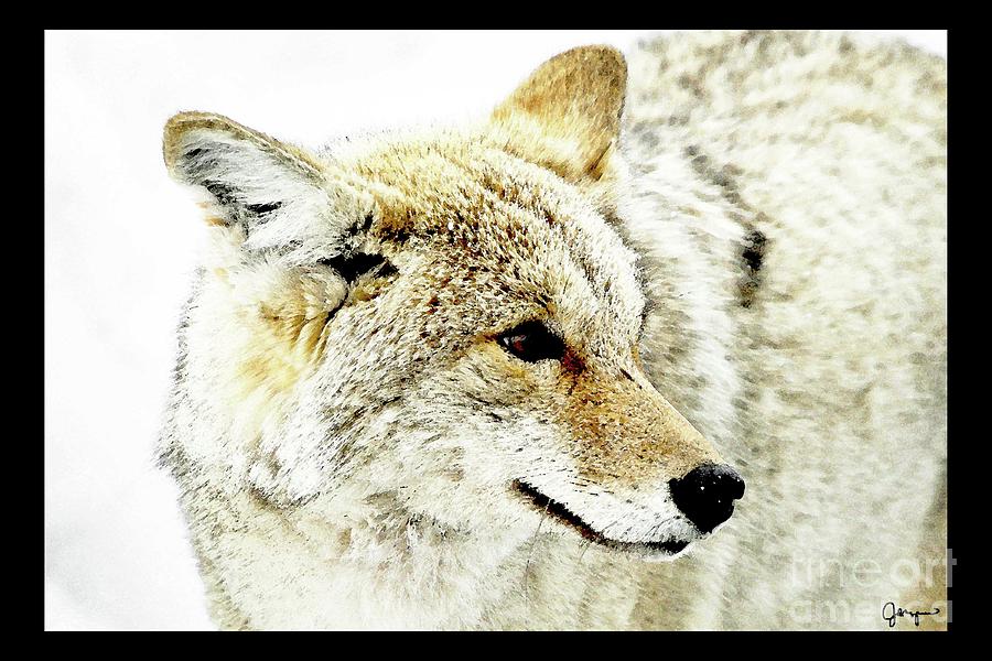 Coyote Watercolor Photograph by Julie Argyle - Fine Art America