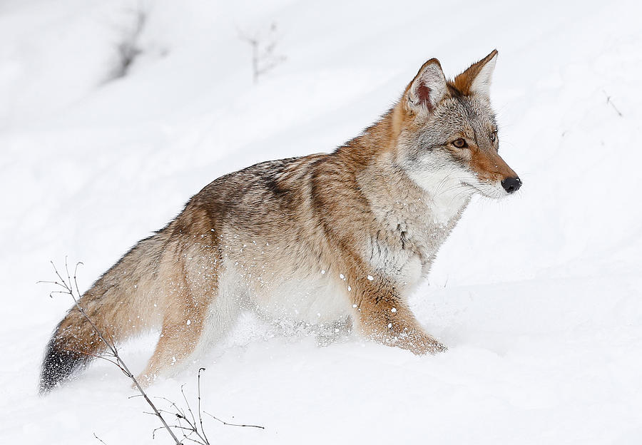 Wildlife Photograph - Coyote Winter by Athena Mckinzie