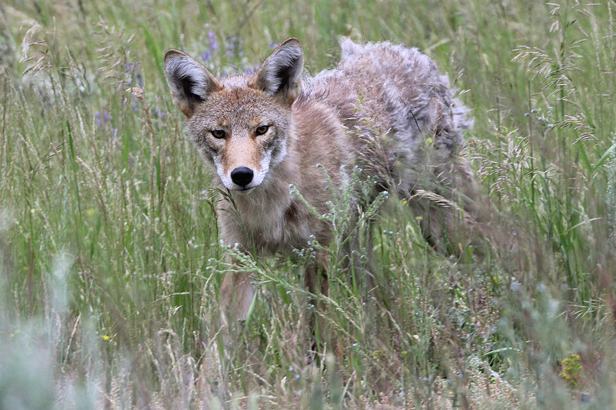Coyote Yellowstone USA Photograph by Bob Savage