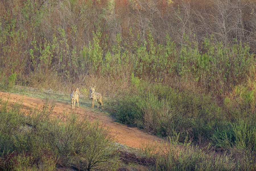 Coyotes in Morning Light Photograph by Shuwen Wu