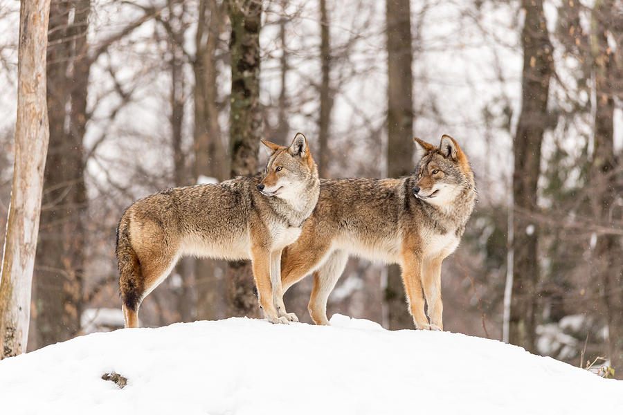 Coyotes Photograph by Josef Pittner