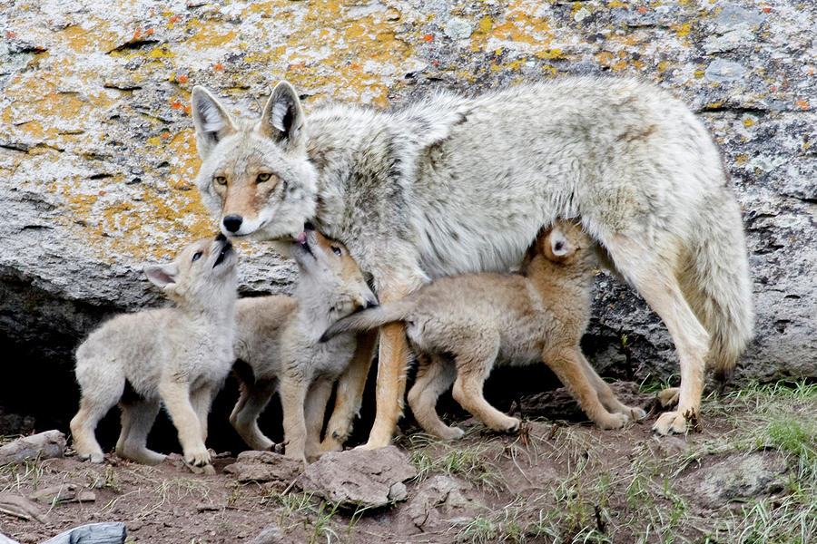 Coyotes Photograph by Reva Dow
