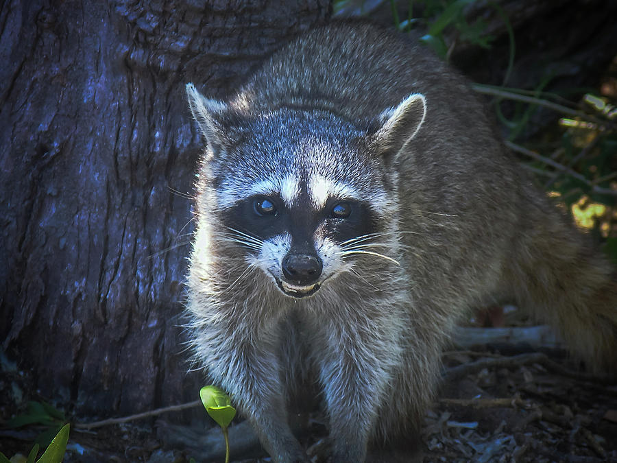 Cozumel Raccoon Photograph by Fred Boehm