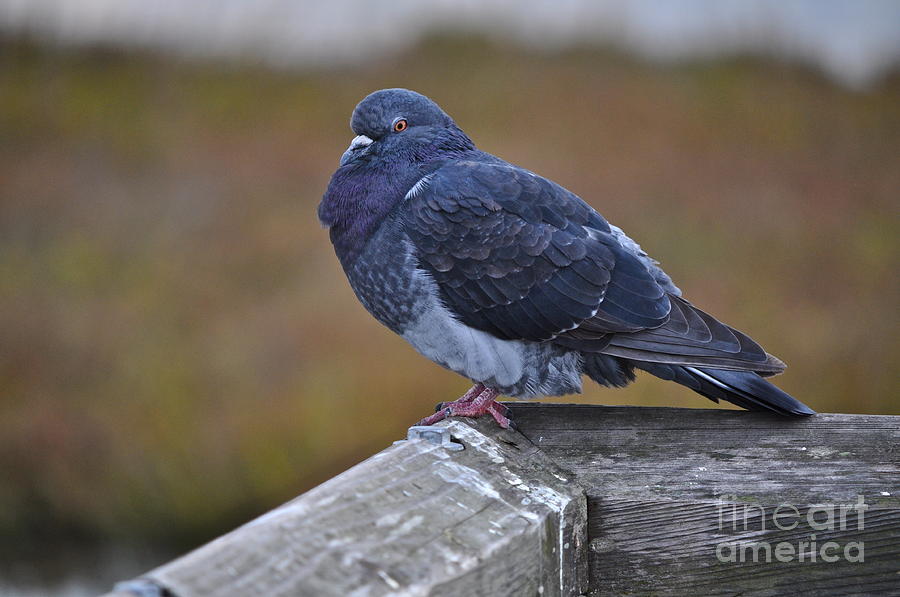 Pigeon Photograph - Cozy Corner by Gwyn Newcombe