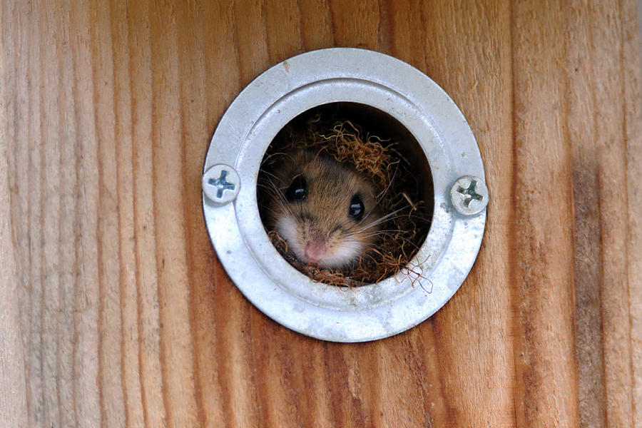 Cozy Mouse in House Photograph by Brook Burling