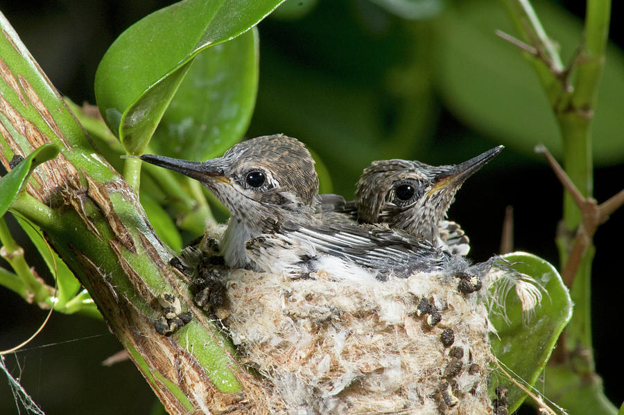 Cozy nest Photograph by Damon Calderwood - Fine Art America