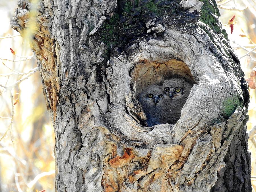 Cozy Owlets Photograph by Nicole Belvill