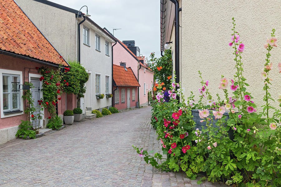 Rose Photograph - Cozy street with blooming mallows and roses by GoodMood Art