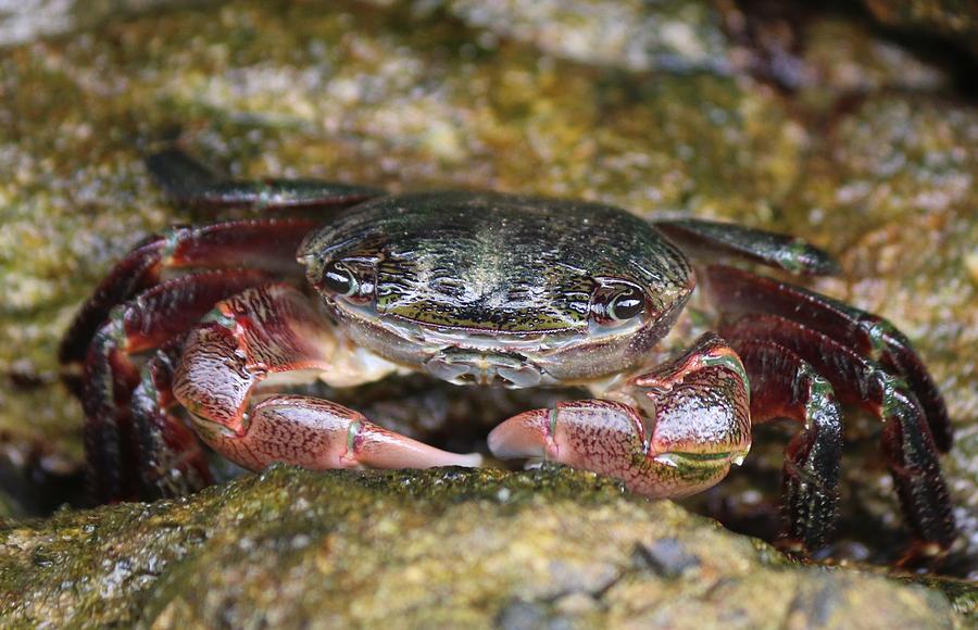 Crab 4 Photograph by Christy Pooschke