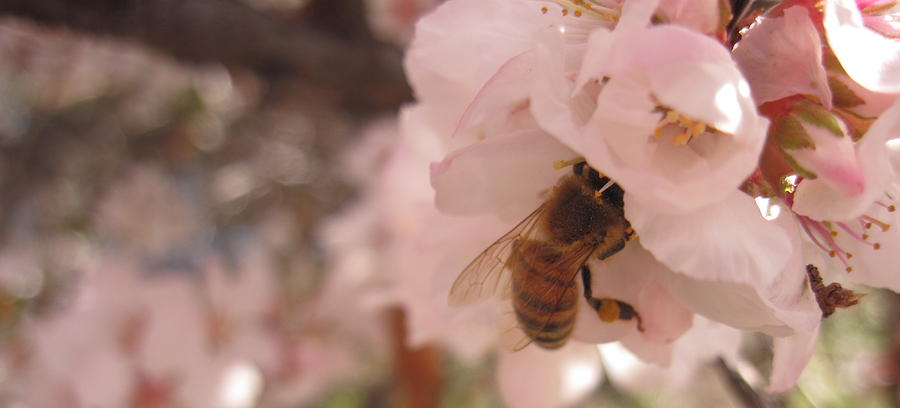 Spring Photograph - Crab Apple Bee by Luke Cain