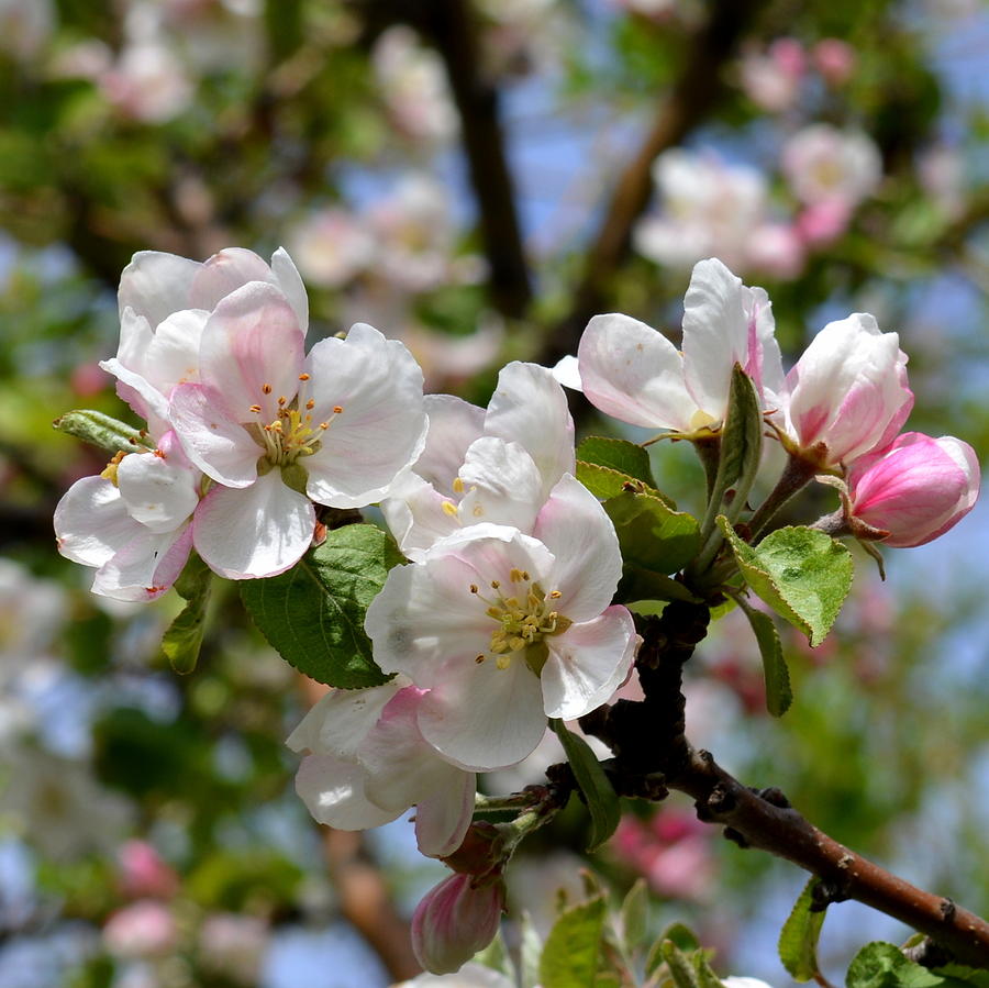 Crab Apple Blossom Photograph By Ed Mosier