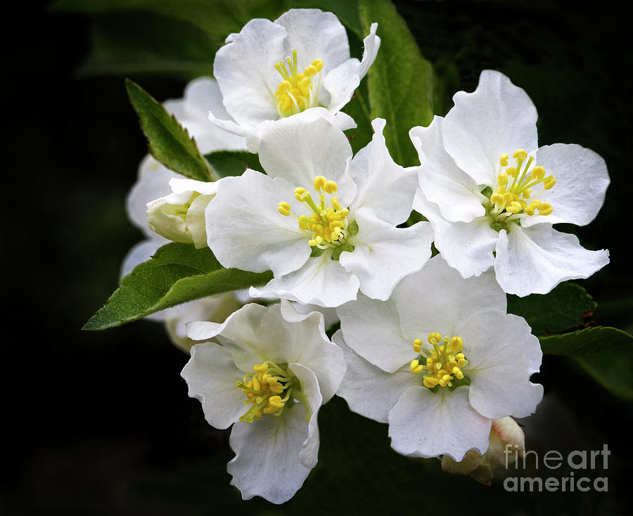 Nature Photograph - Crab Apple Blossom by Emma England