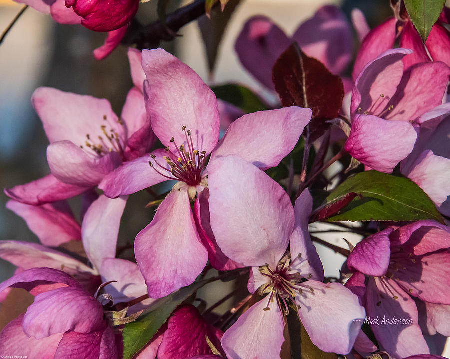 Crab-Apple Blossom in Evening Light Photograph by Mick Anderson