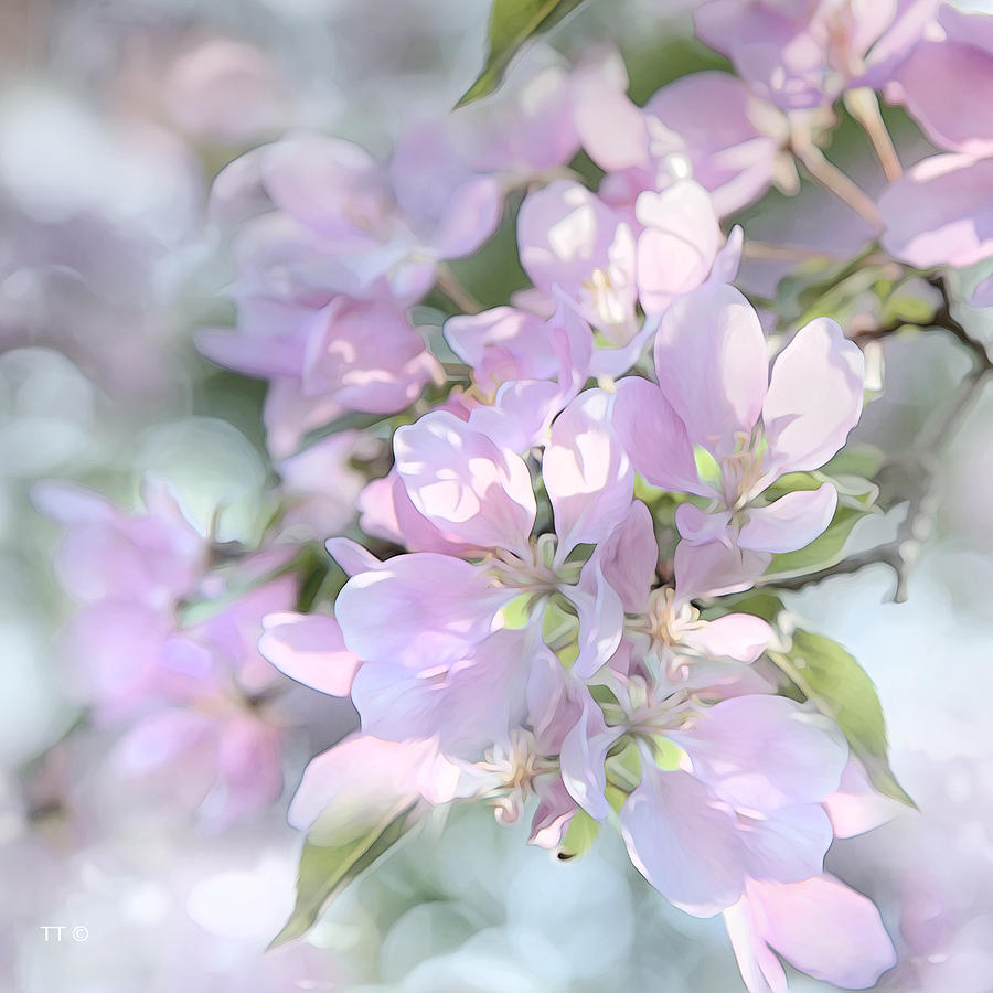 Spring Photograph - Crab Apple Blossoms Square Format by Theresa Tahara