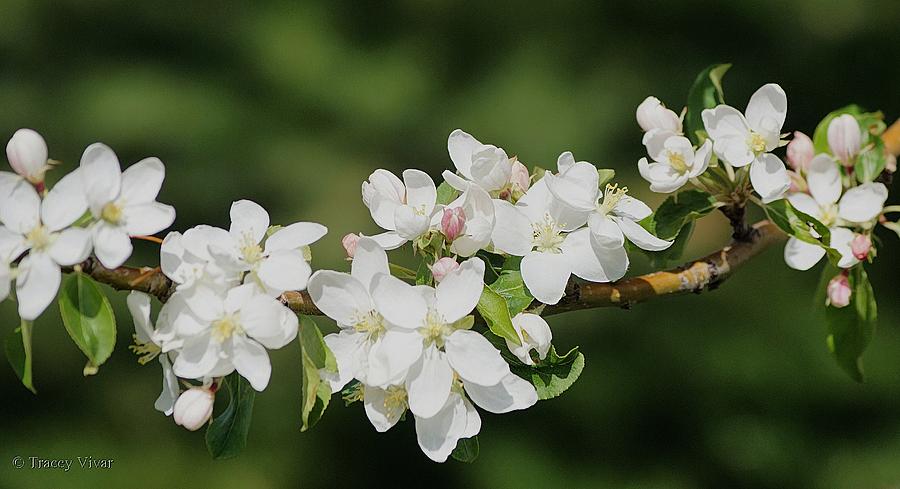 Crab Apple Blossoms Photograph by Tracey Vivar