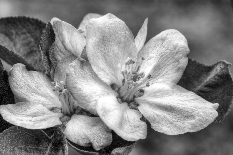 Crab Apple in Black and White Photograph by JC Findley