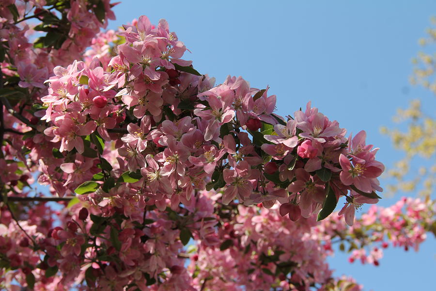 Crab Apple in Bloom Photograph by Charlene Reinauer