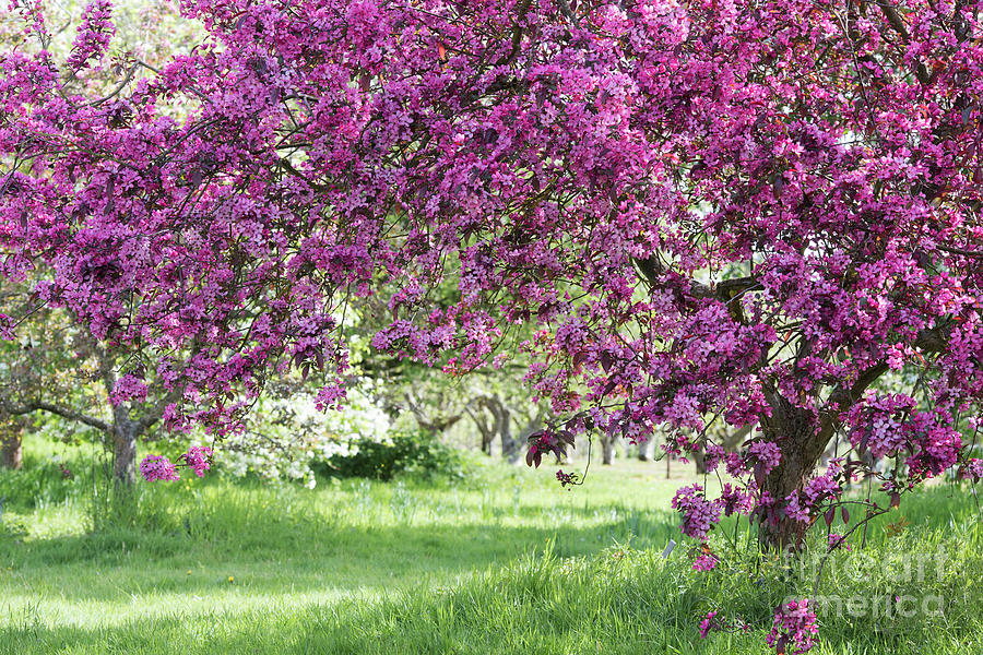 Crab apple Liset Trees in Spring Photograph by Tim Gainey
