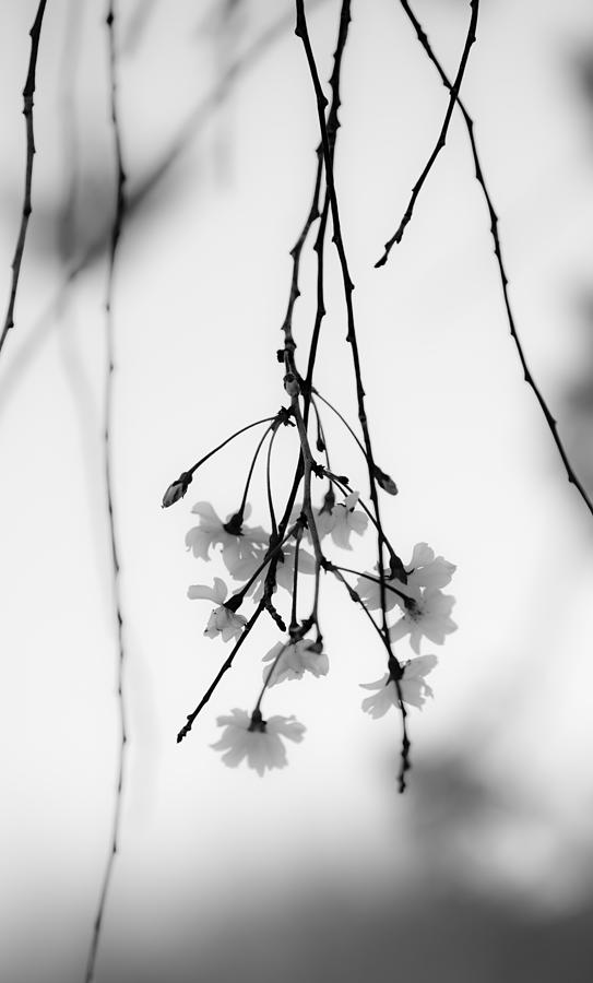 Crab Apple Tree Branch in Black and White Photograph by Tracy Winter