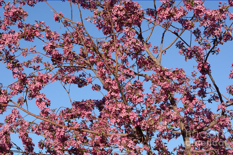 spring gardening