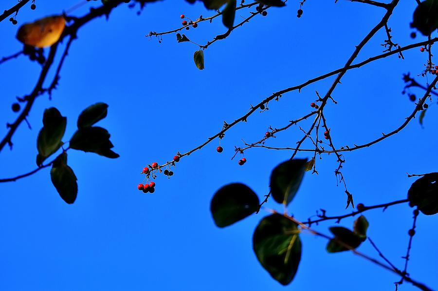 Crab Apples Blue Sky 6510 Photograph by Jerry Sodorff