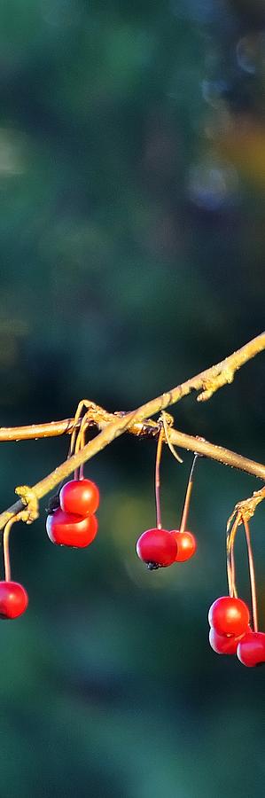 Crab Apples Branches VP 6543 Photograph by Jerry Sodorff