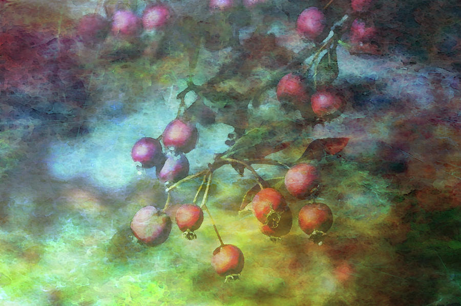Crab Apples Impression 5935 IDP_2 Photograph by Steven Ward